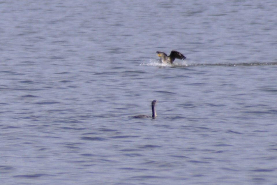 Double-crested Cormorant - ML632806597
