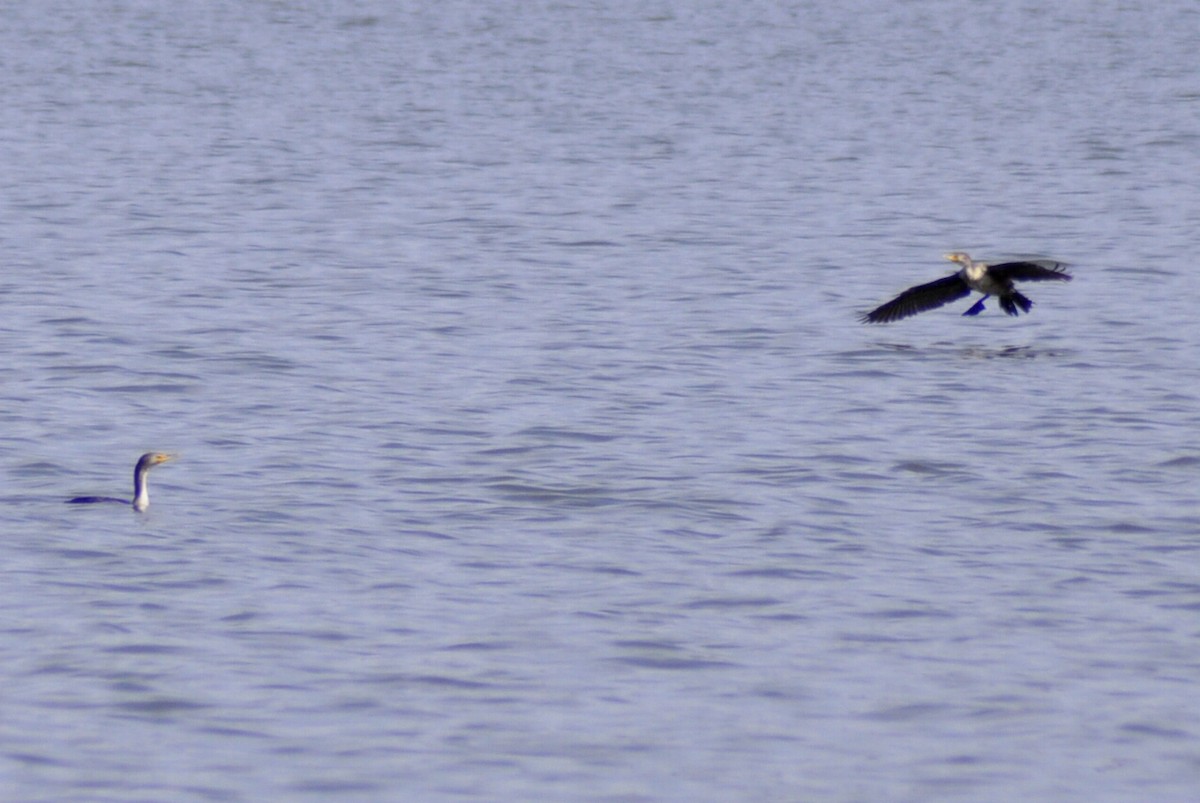 Double-crested Cormorant - ML632806598