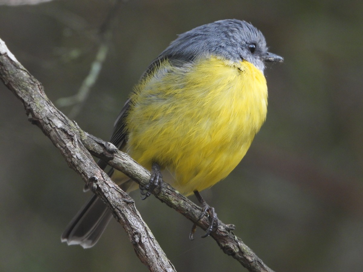 Eastern Yellow Robin - ML632806652