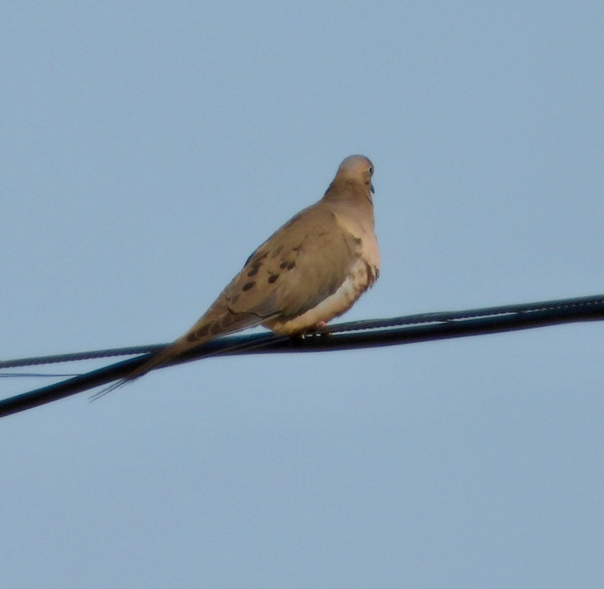 Mourning Dove - ML632806801