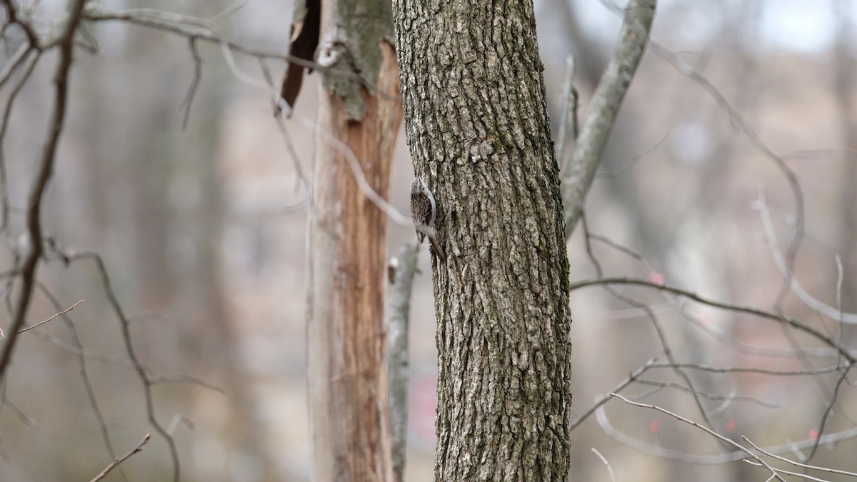 Brown Creeper - ML632806938