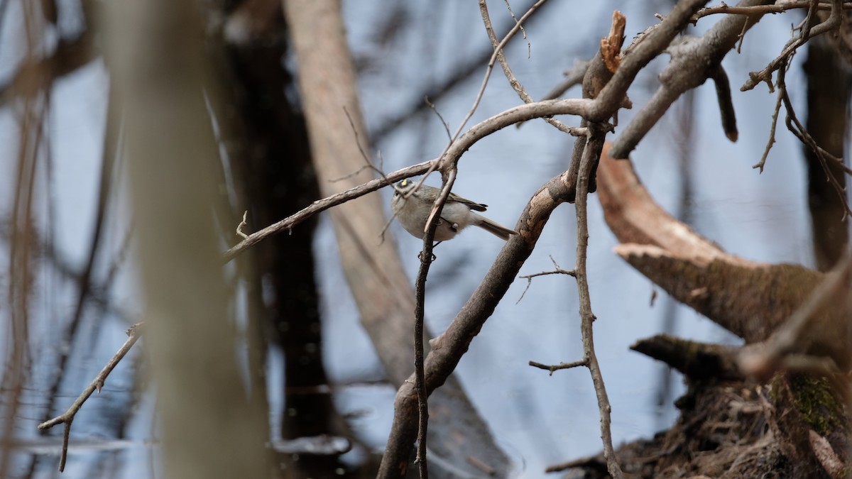Golden-crowned Kinglet - ML632806971