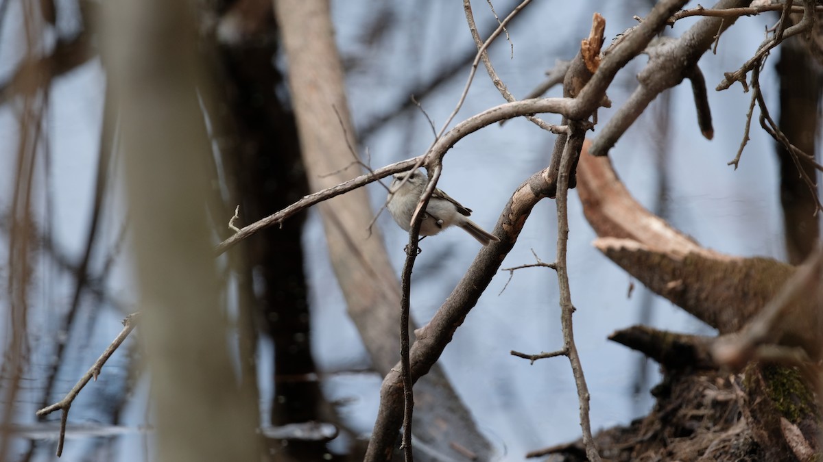 Golden-crowned Kinglet - ML632806992