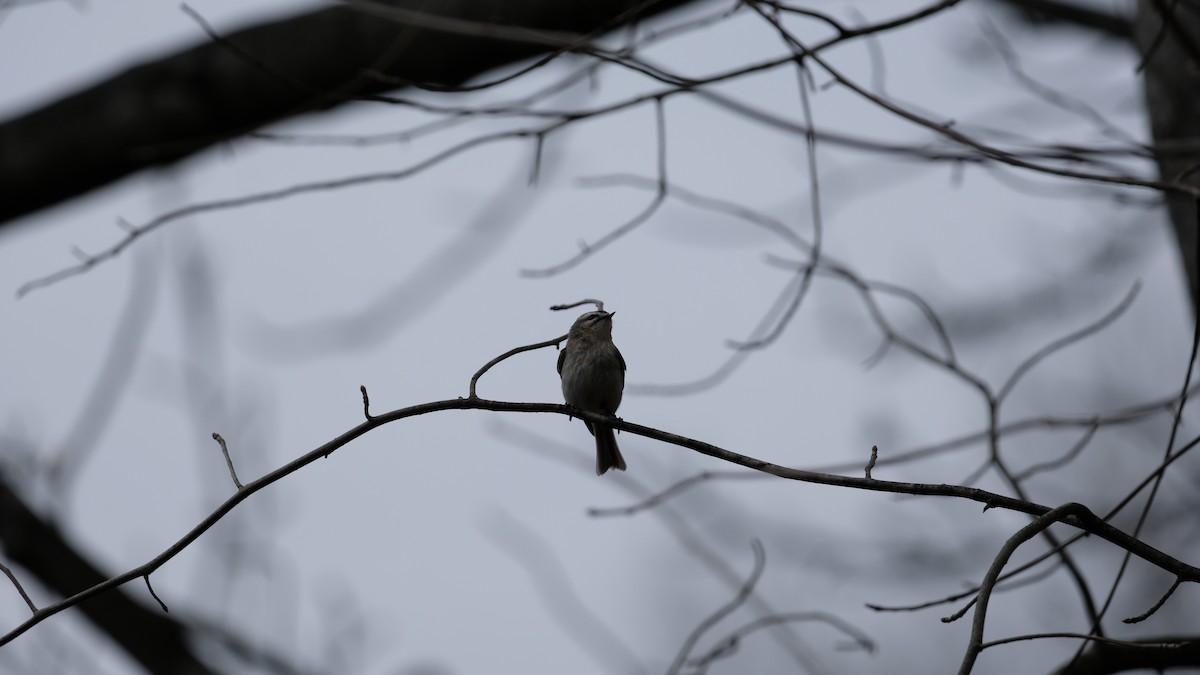 Golden-crowned Kinglet - ML632807063