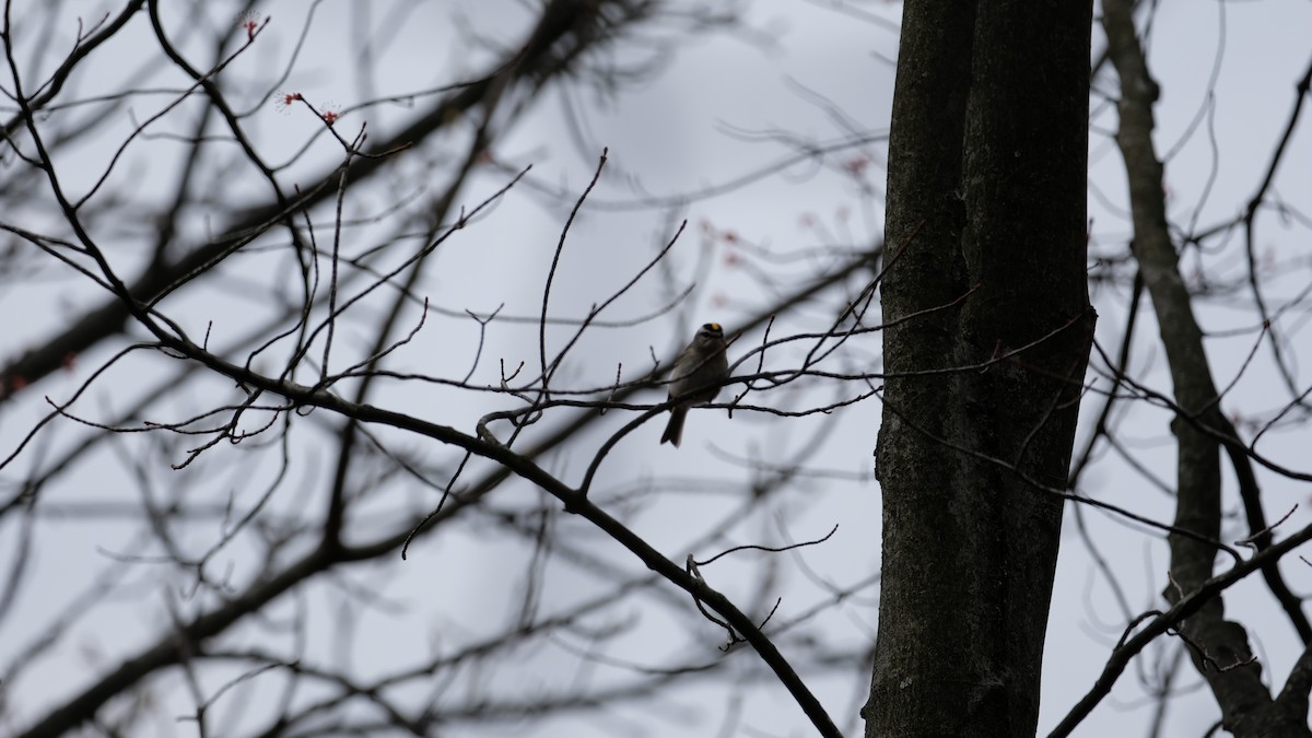 Golden-crowned Kinglet - ML632807064