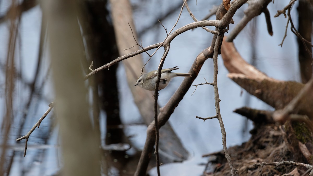 Golden-crowned Kinglet - ML632807065