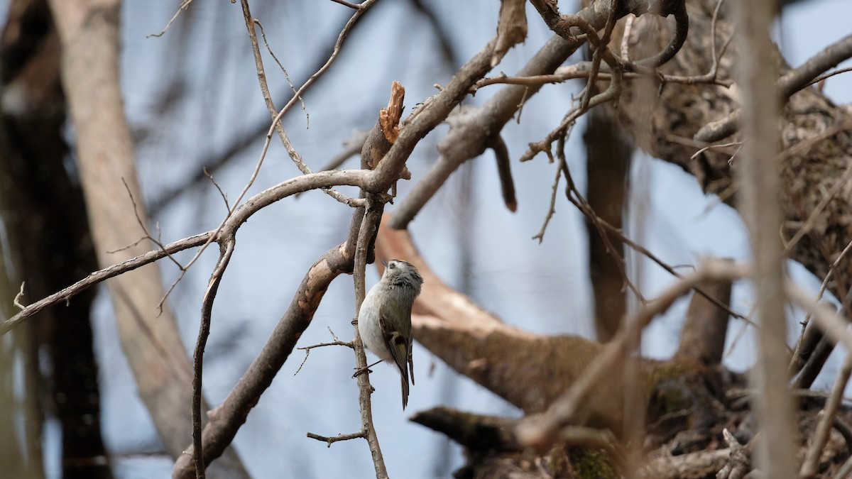 Golden-crowned Kinglet - ML632807066