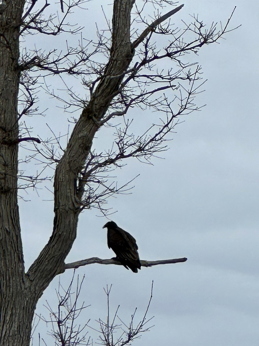 Turkey Vulture - ML632807133
