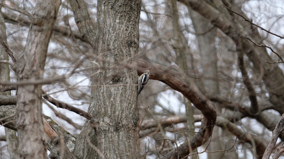 Yellow-bellied Sapsucker - ML632807141