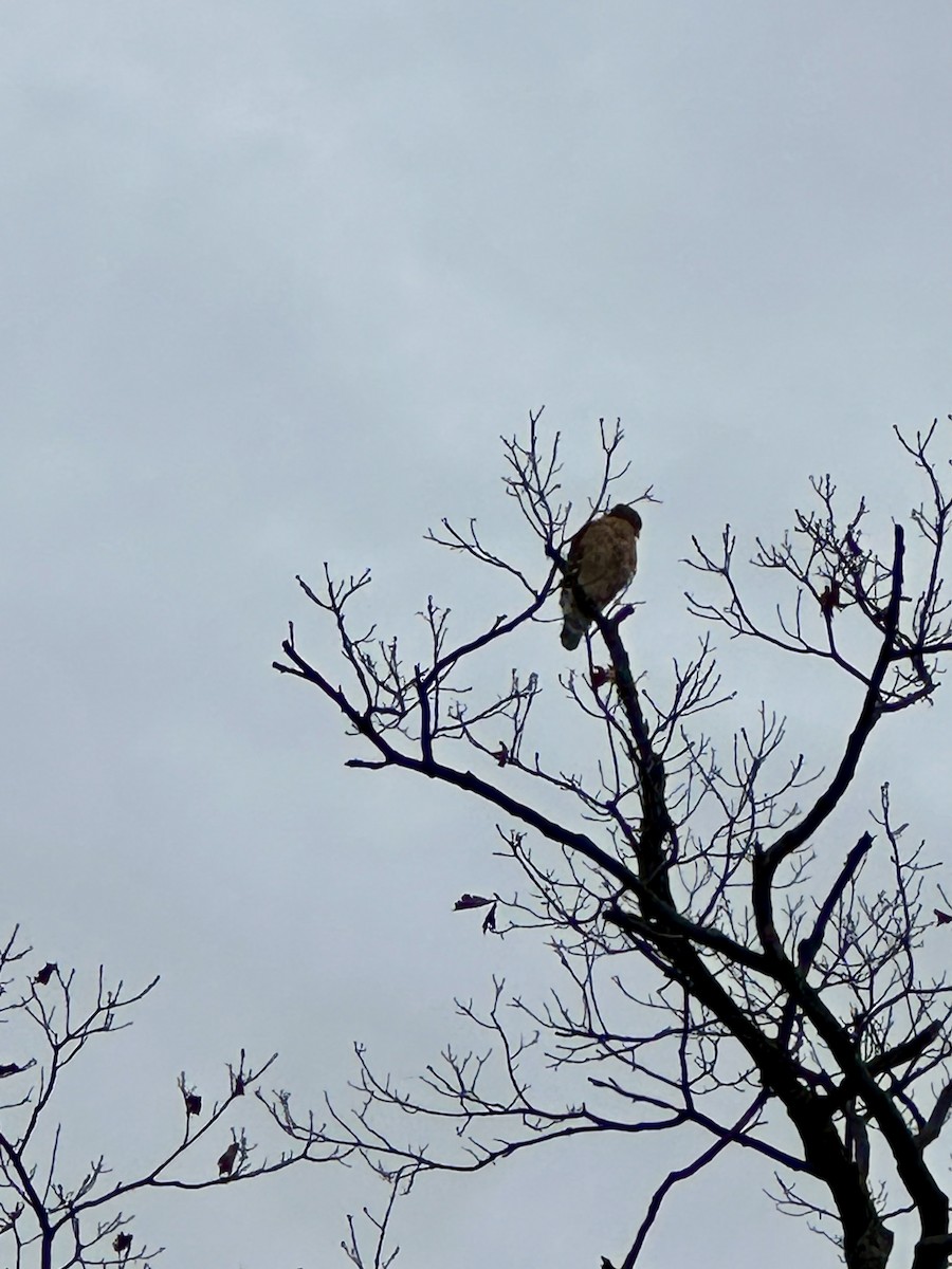 Red-shouldered Hawk - ML632807146