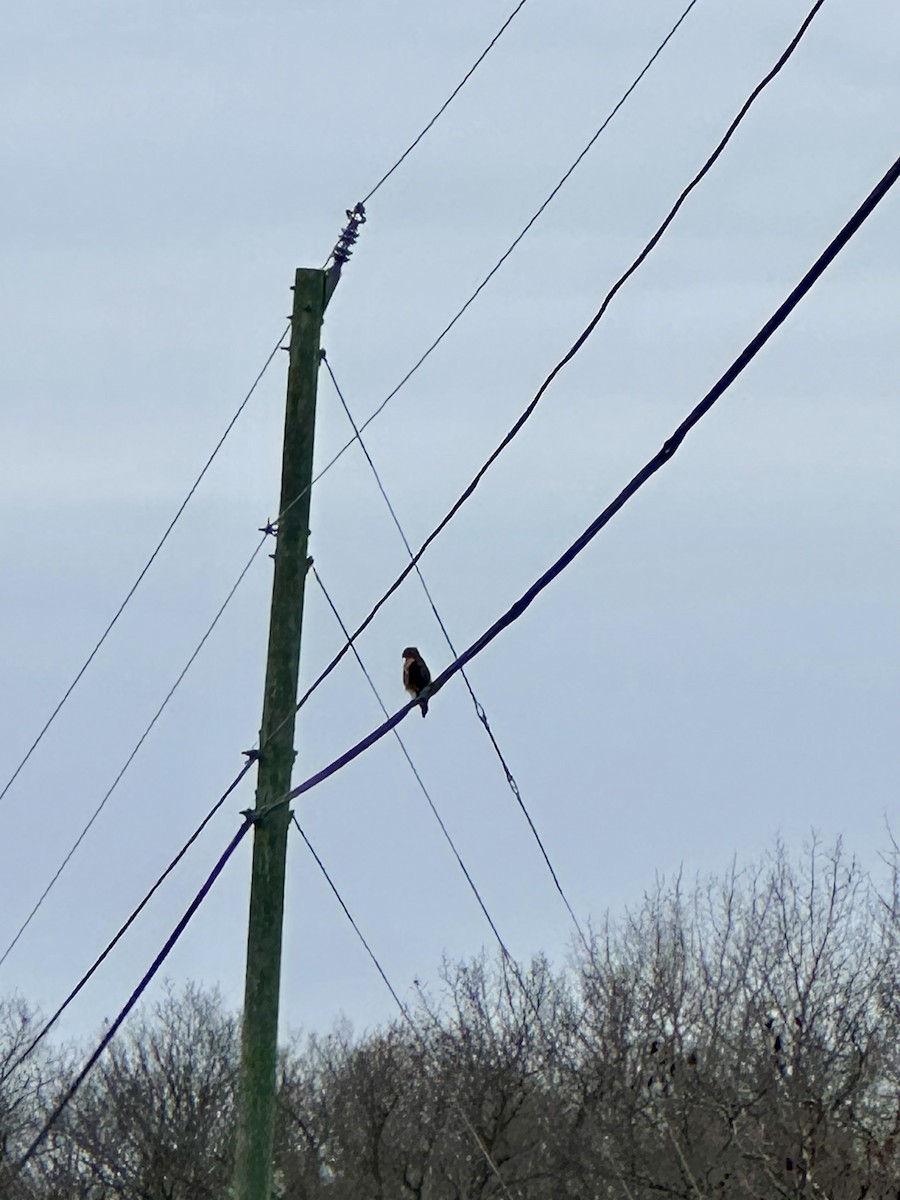 Red-shouldered Hawk - ML632807149