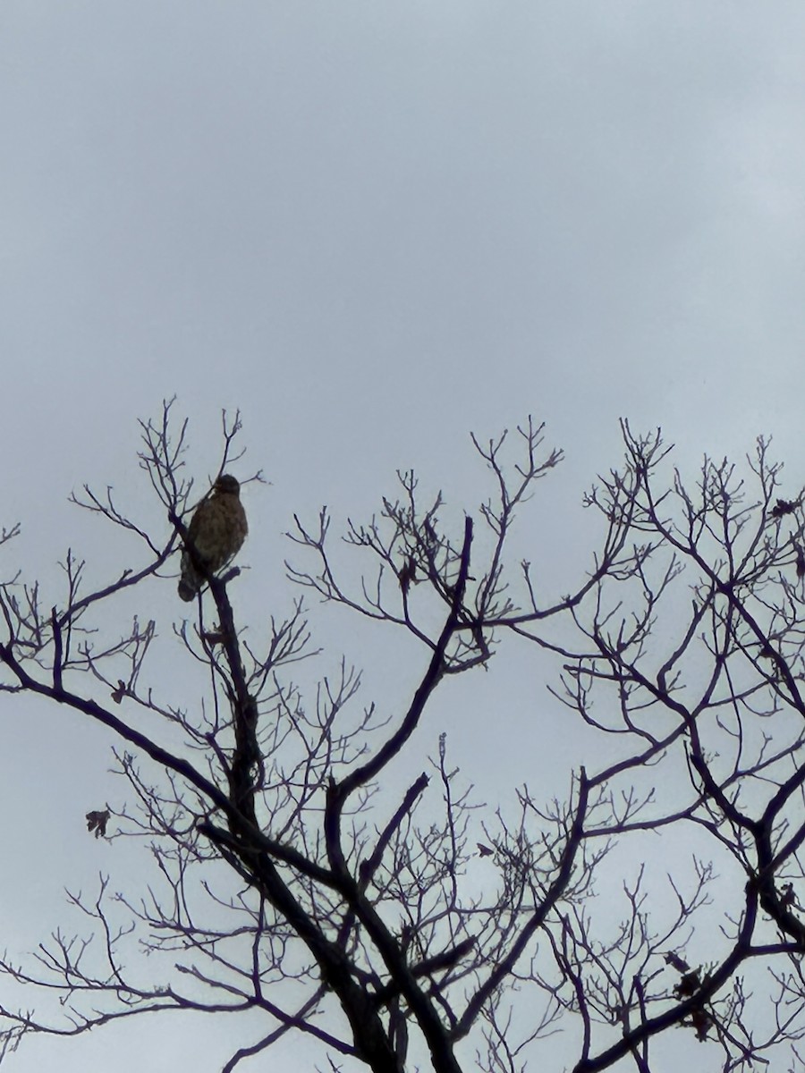 Red-shouldered Hawk - ML632807150