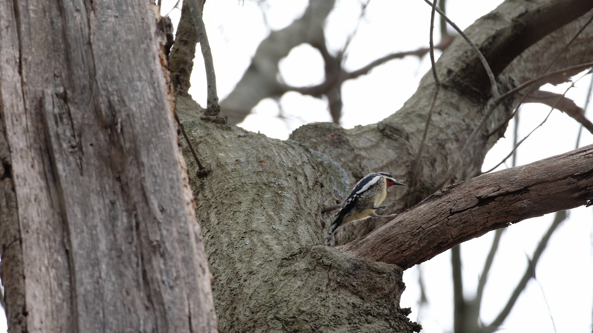 Yellow-bellied Sapsucker - ML632807157