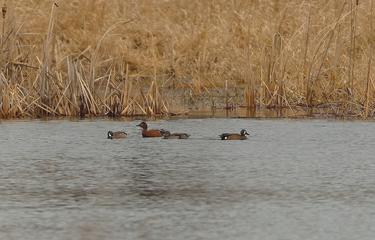 Blue-winged x Cinnamon Teal (hybrid) - ML632807221