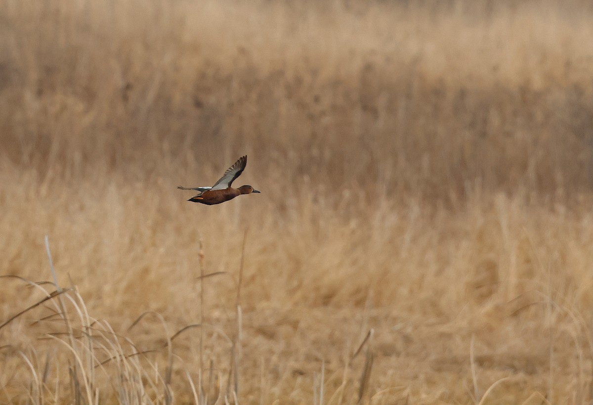 Blue-winged x Cinnamon Teal (hybrid) - ML632807234