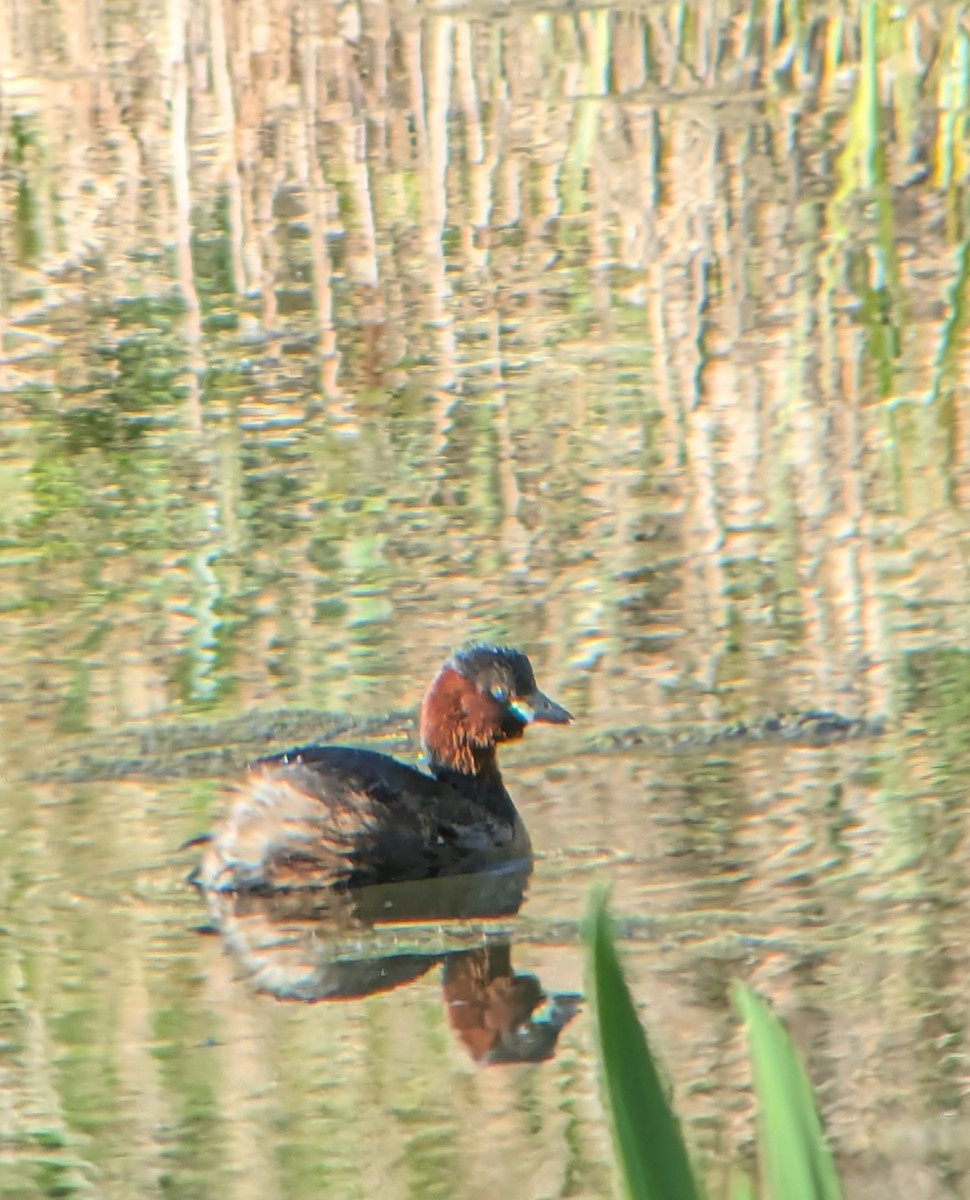 Пірникоза мала - ML632807277