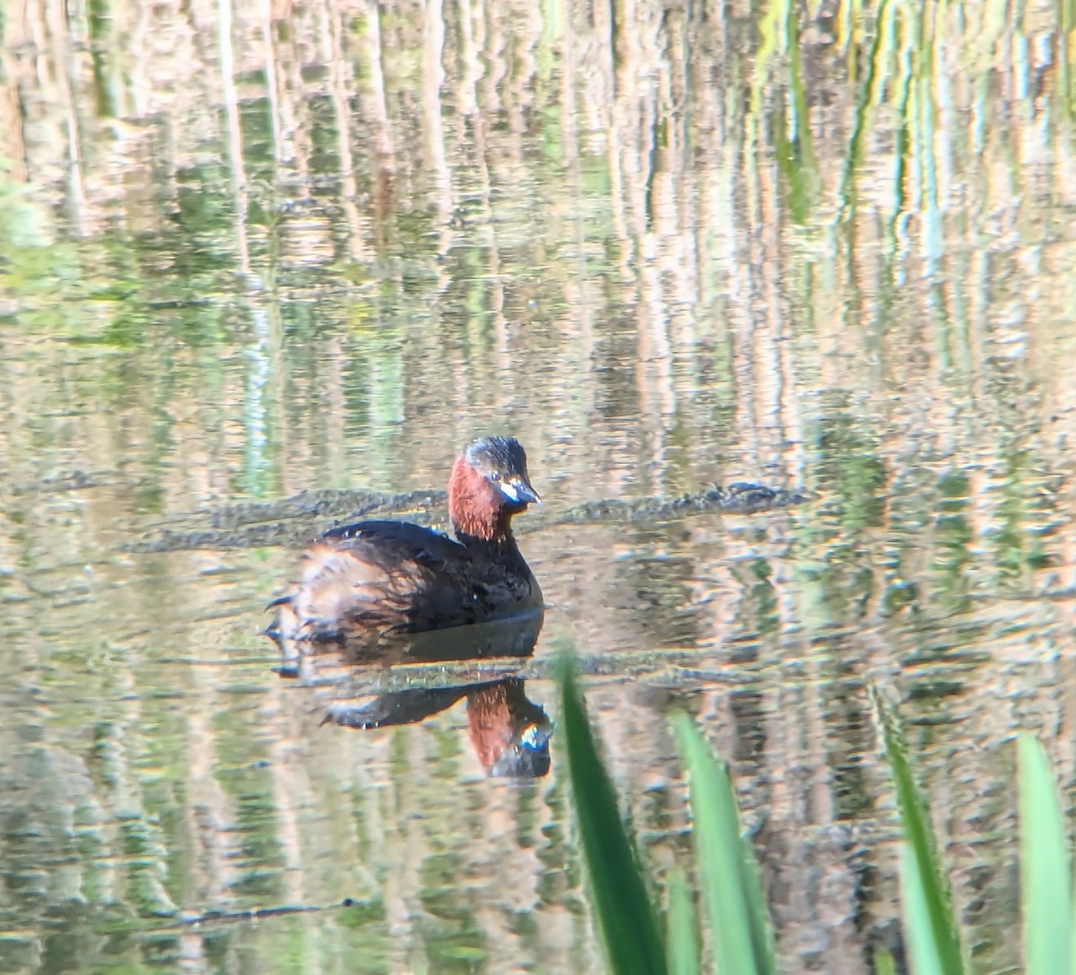 Пірникоза мала - ML632807278