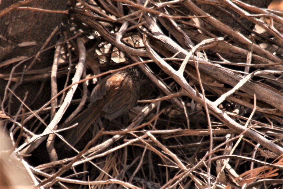 Dusky Grasswren - ML63280781