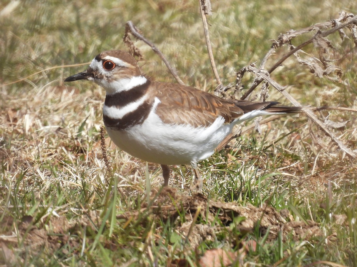 Killdeer - ML632808054