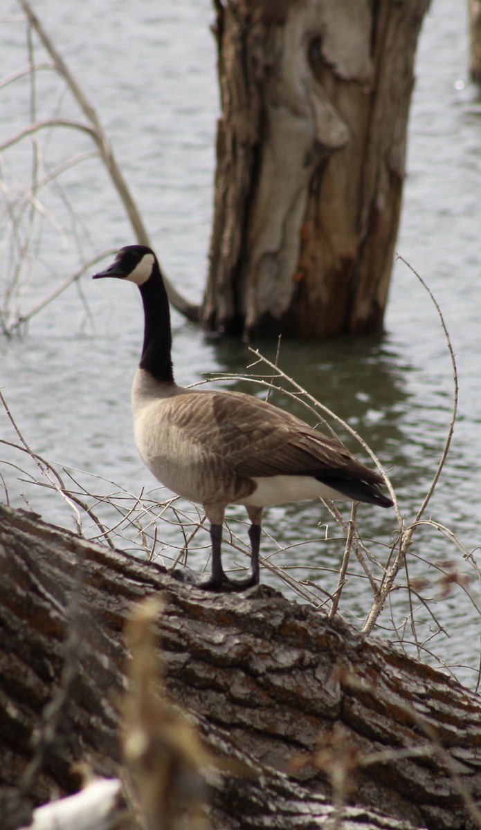 Canada Goose - ML632808065