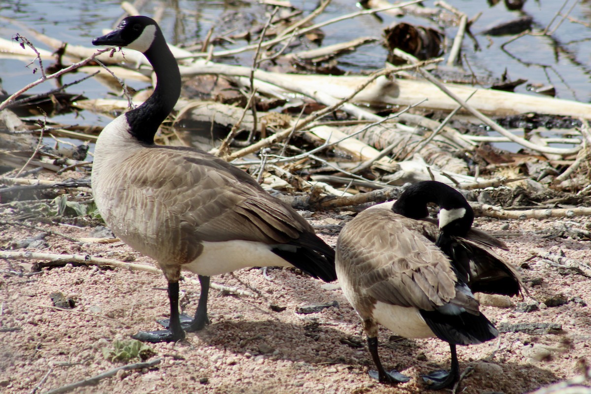 Canada Goose - ML632808066