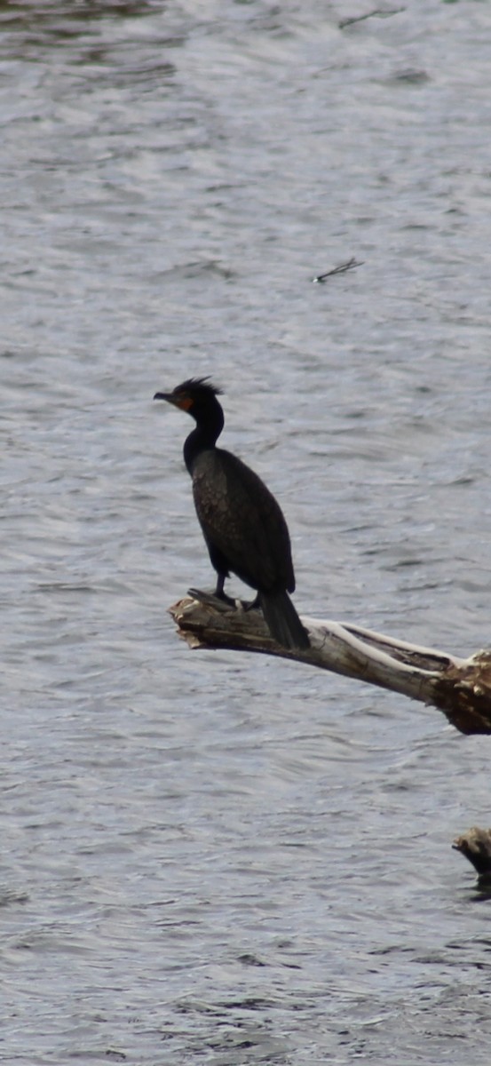 Double-crested Cormorant - ML632808086