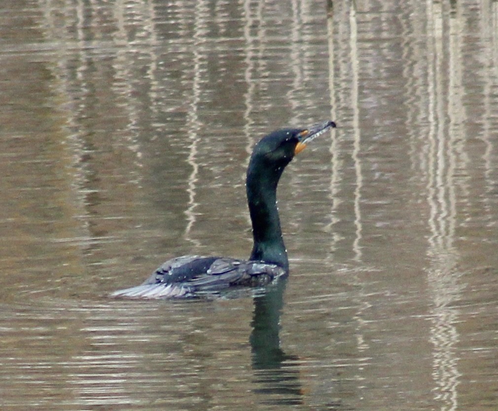 Double-crested Cormorant - ML632808087