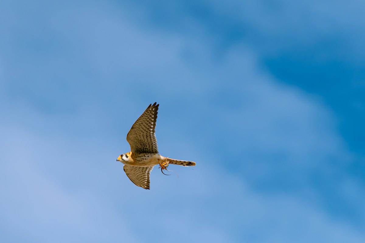 spurvefalk - ML632808092