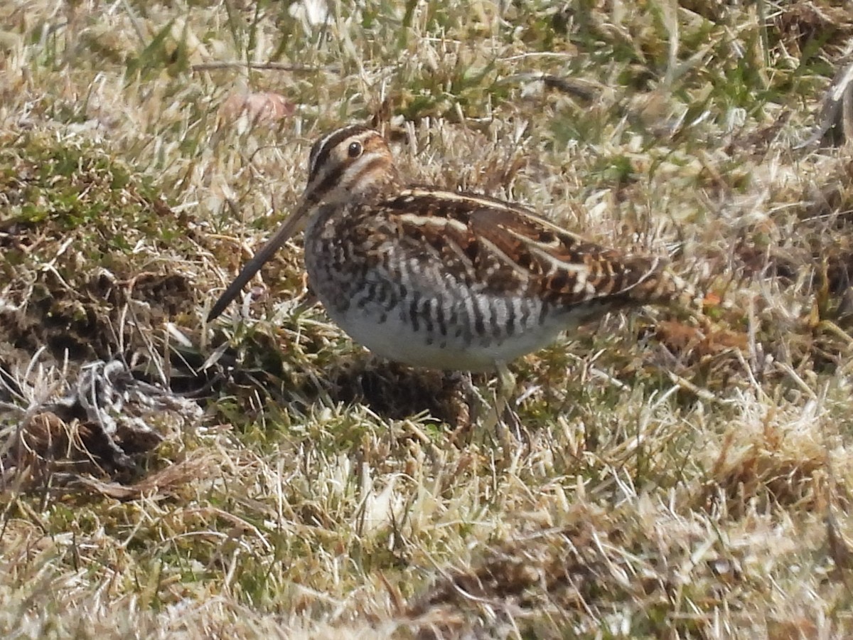 Wilson's Snipe - ML632808097
