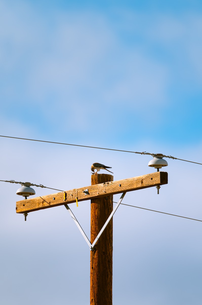 spurvefalk - ML632808103