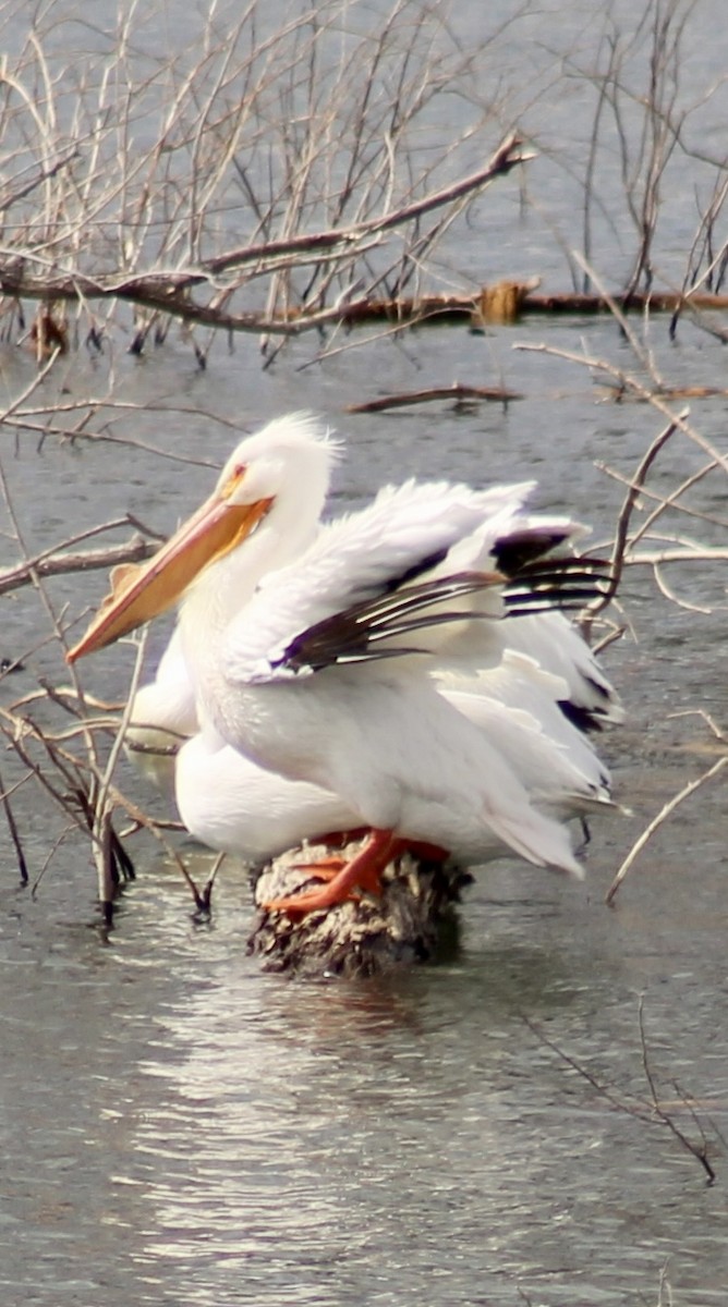American White Pelican - ML632808114