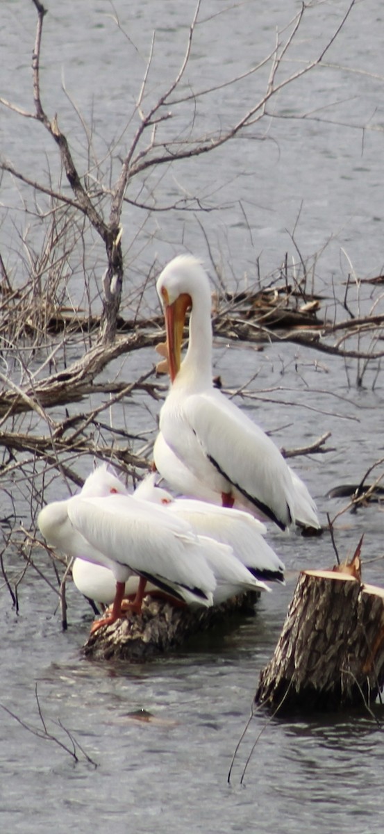 American White Pelican - ML632808115