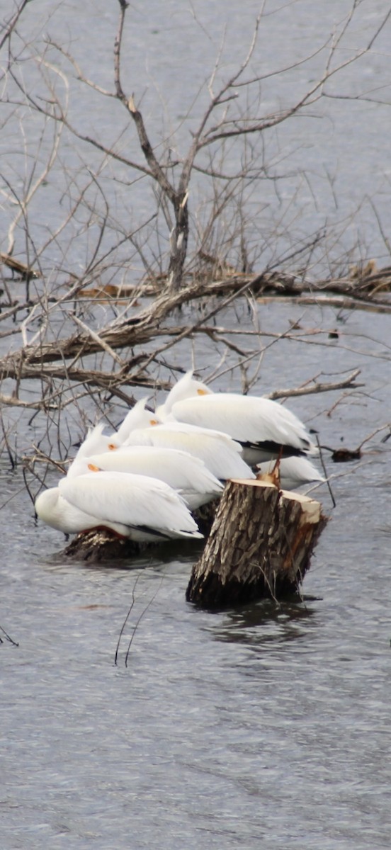 American White Pelican - ML632808116