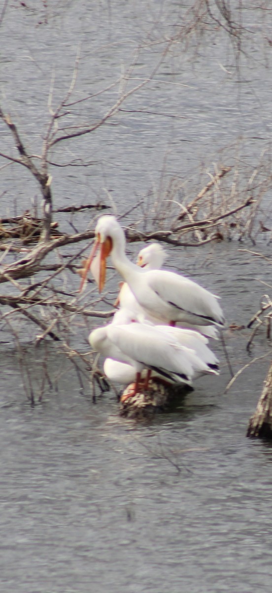 American White Pelican - ML632808117