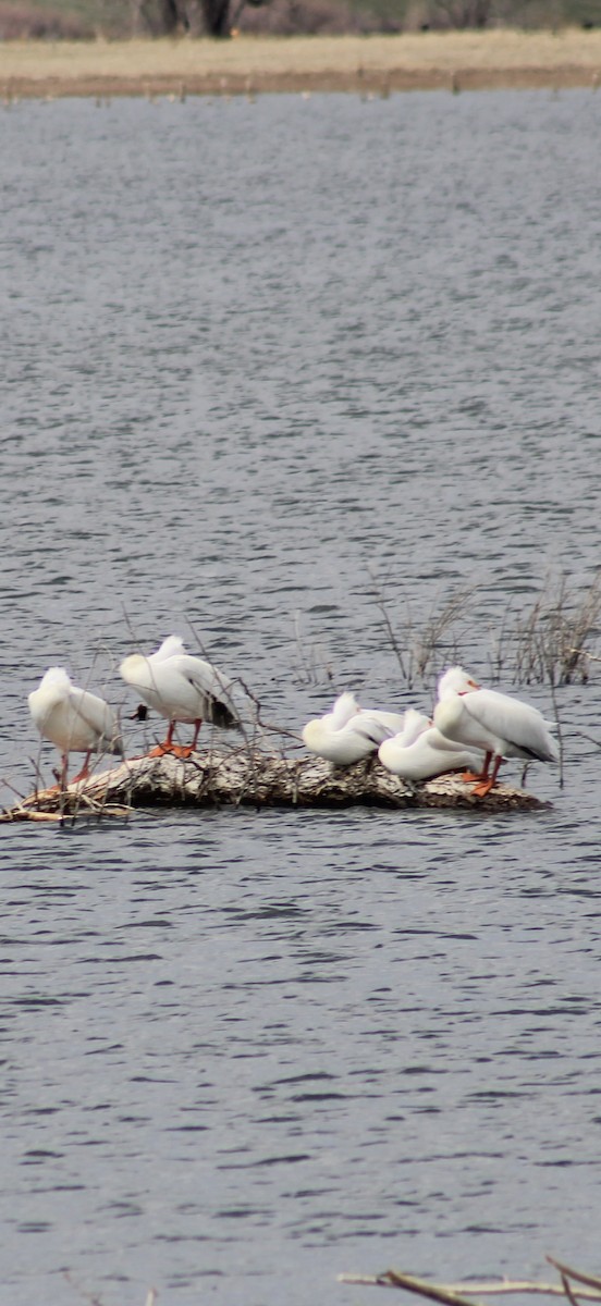 American White Pelican - ML632808118
