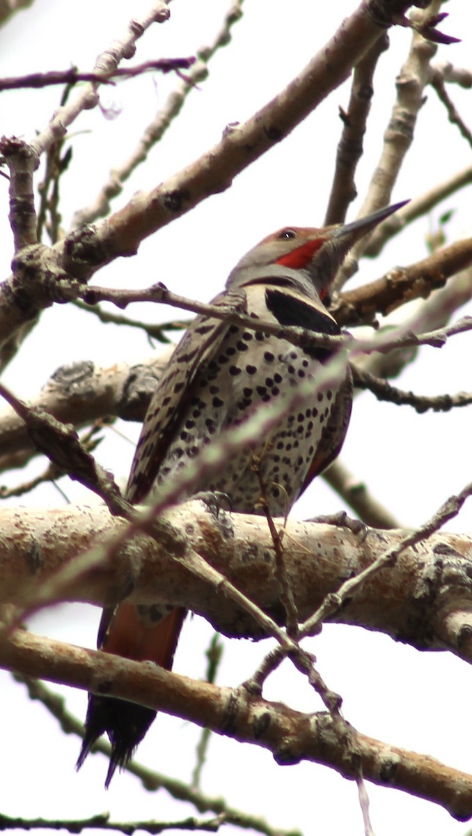Northern Flicker - ML632808143