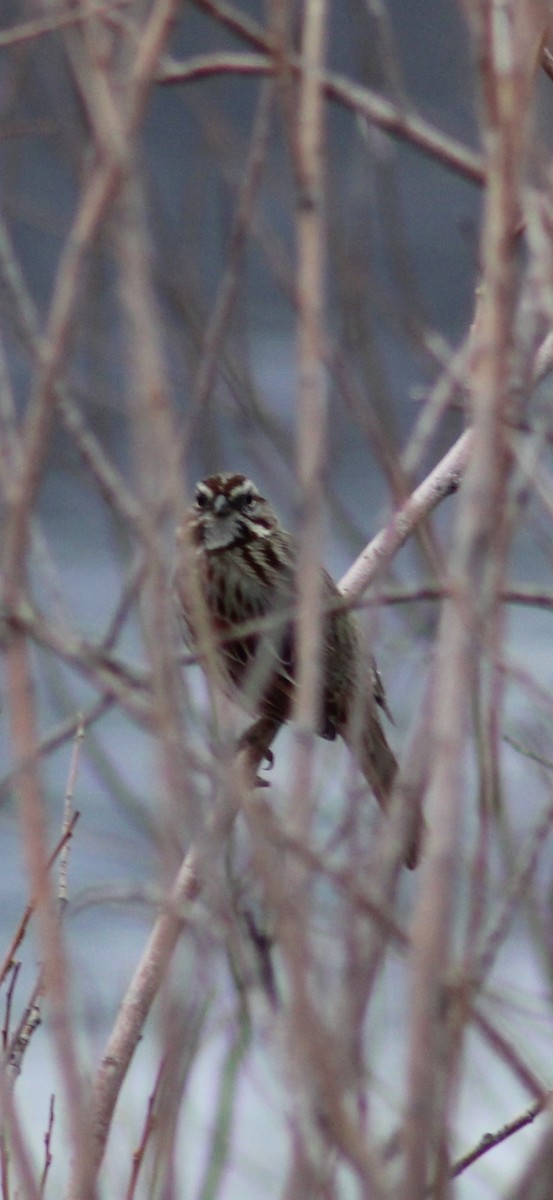 Song Sparrow - ML632808157