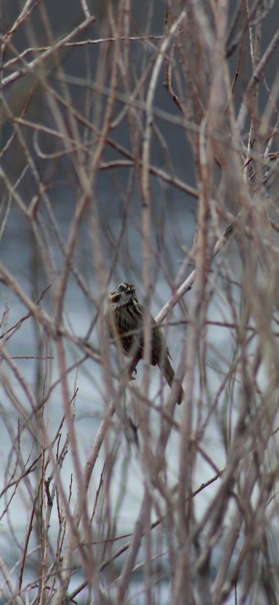Song Sparrow - ML632808161