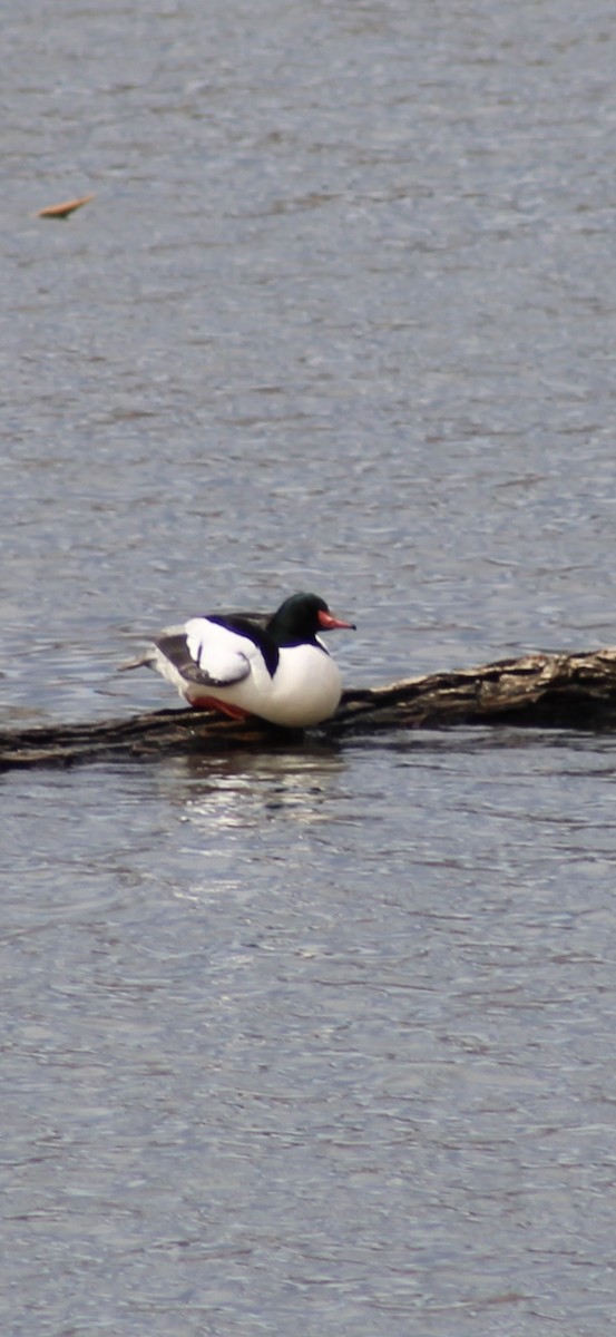 Common Merganser - ML632808185