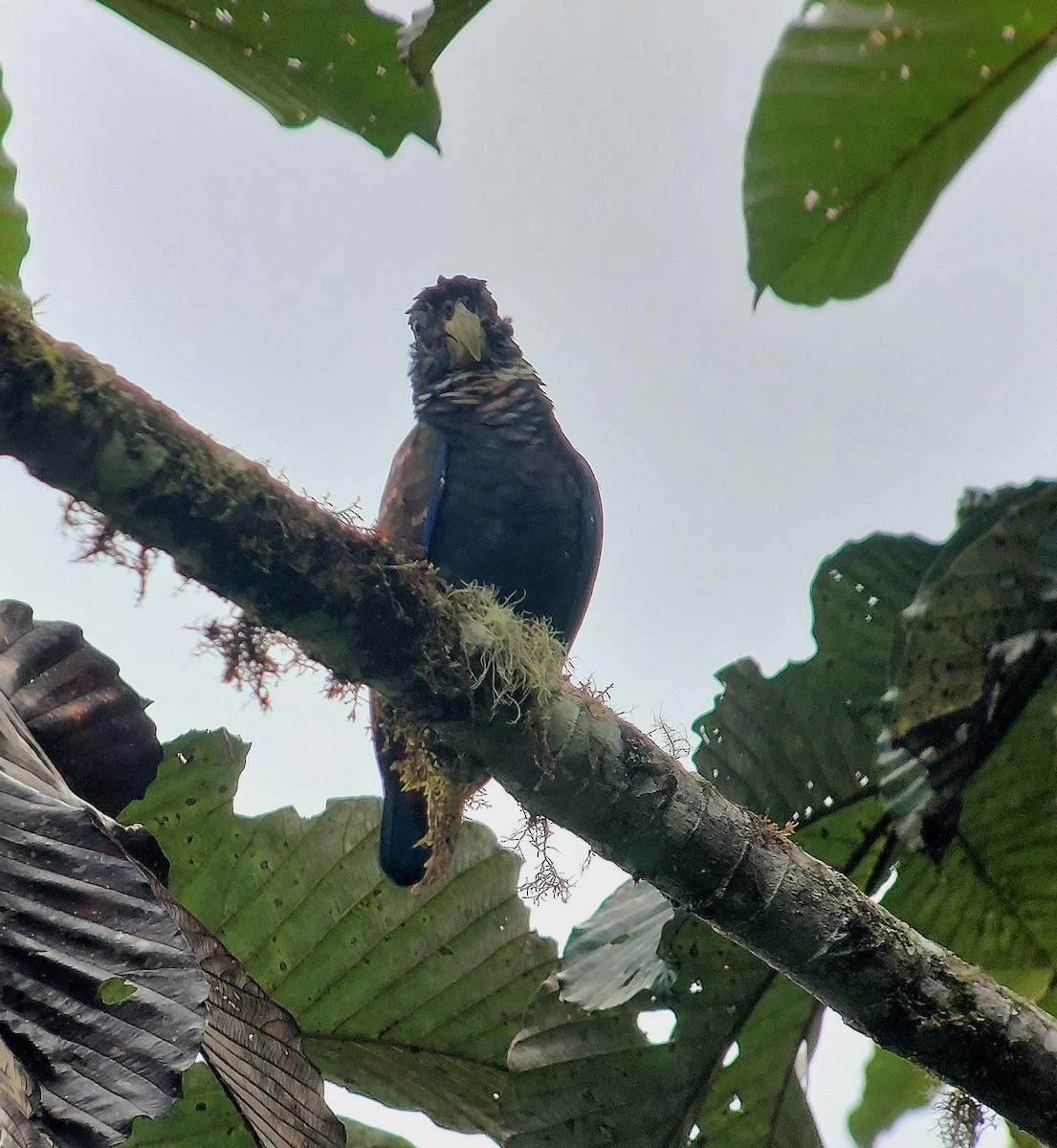 Bronze-winged Parrot - ML632808251