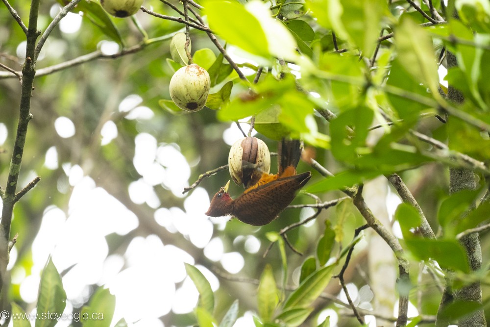 Waved Woodpecker - ML632808325