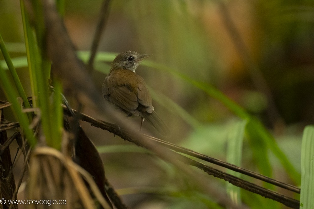 Ringed Antpipit - ML632808338