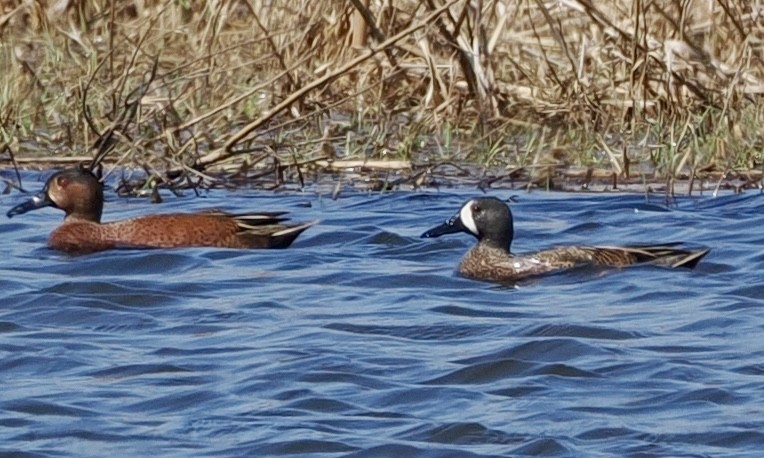 Blue-winged x Cinnamon Teal (hybrid) - ML632808352