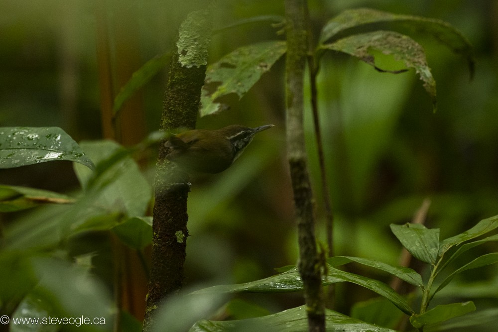 Collared Gnatwren - ML632808360