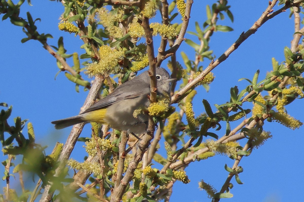 Virginia's Warbler - ML632808430