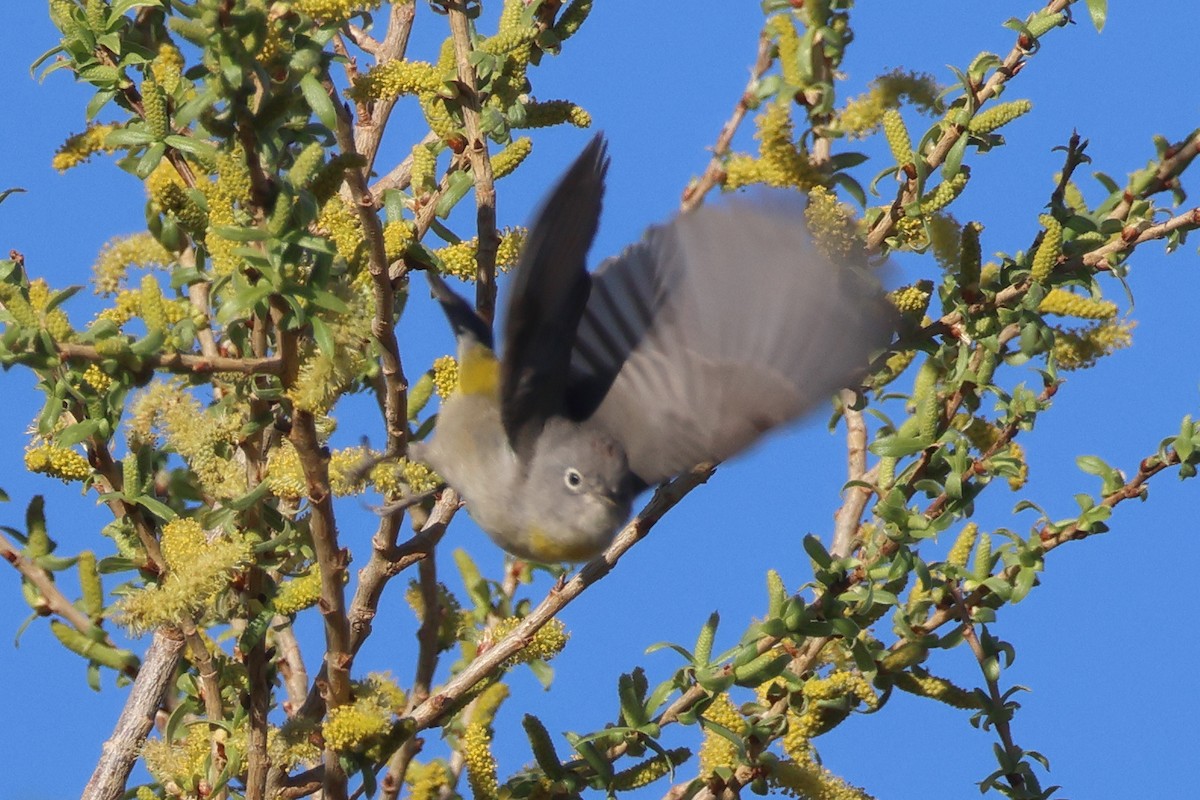 Virginia's Warbler - ML632808431