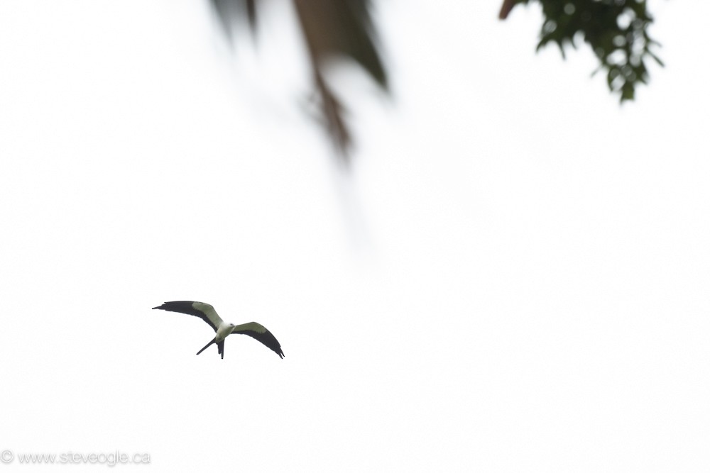 Swallow-tailed Kite - ML632808624