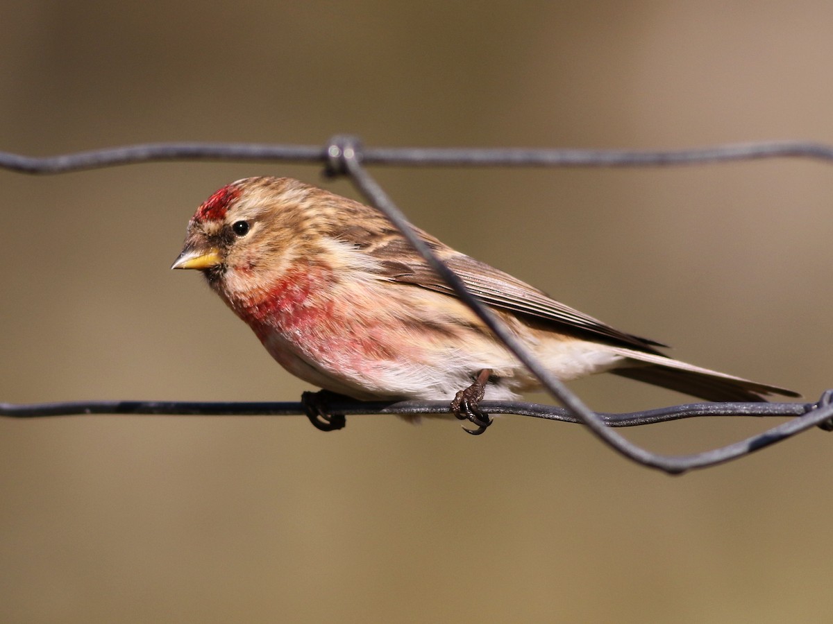 Redpoll (Lesser) - ML632808701
