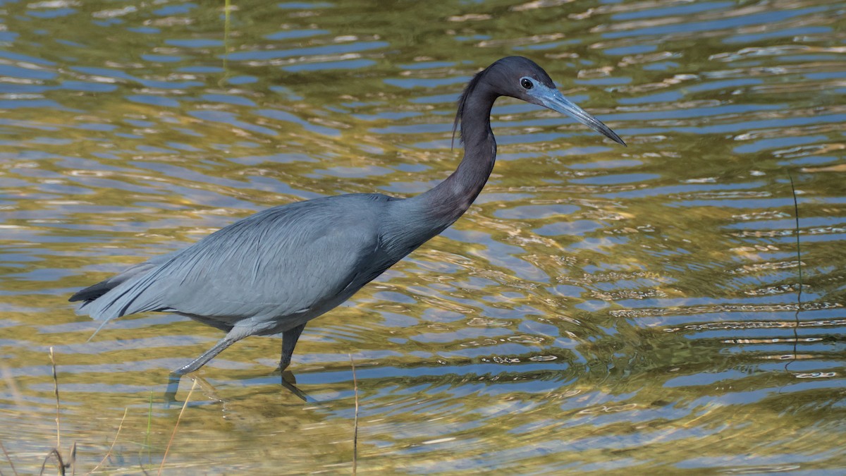 Little Blue Heron - ML632808925