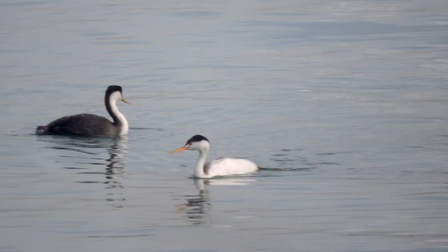 Clark's Grebe - ML632809143